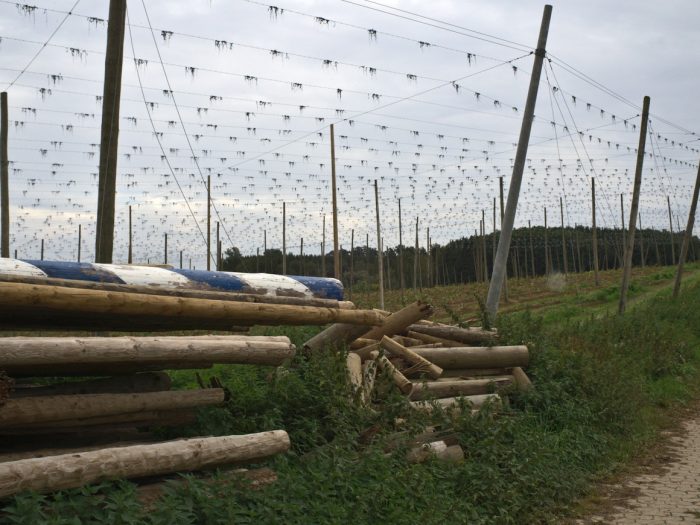 Hopfengarten in der Hallertau mit altem Maibaum