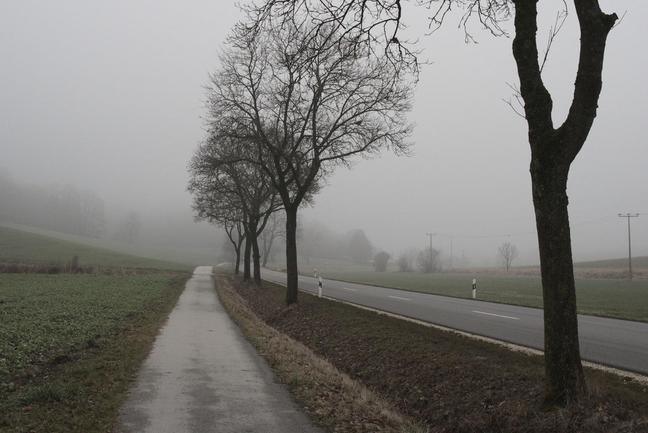 Allee vor der Ortseinfahrt