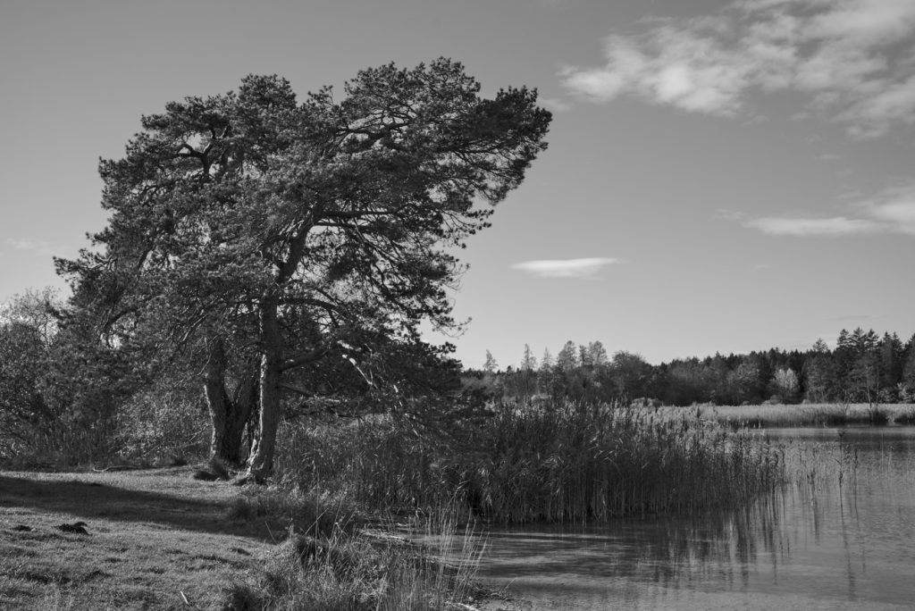 Am Ufer am Fohnsee