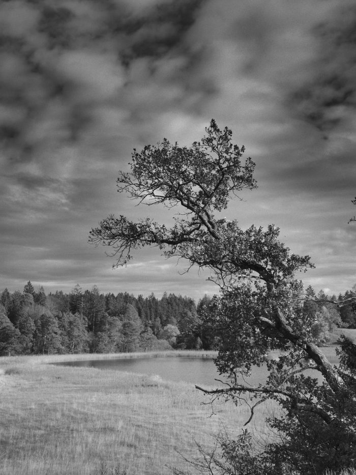 Sturmzerzauster Baum am Fohnsee