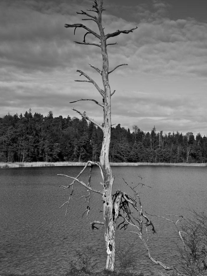 Toter Baum am Fohnseeufer