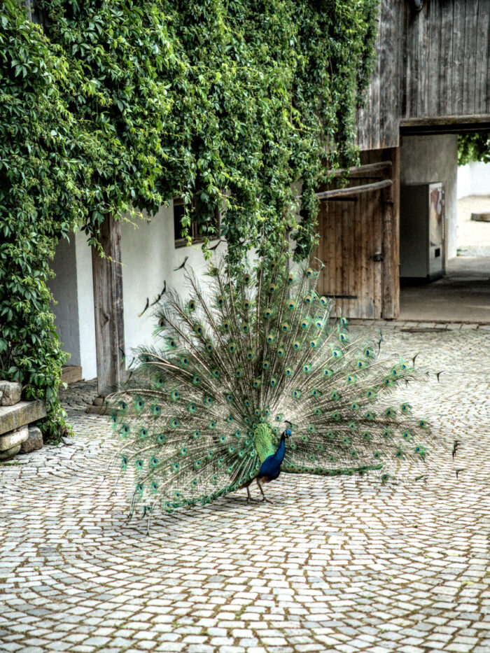 Pfau vor dem Innenhof